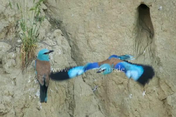 Fokus-Natur Bild