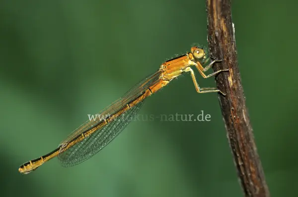 Fokus-Natur Bild