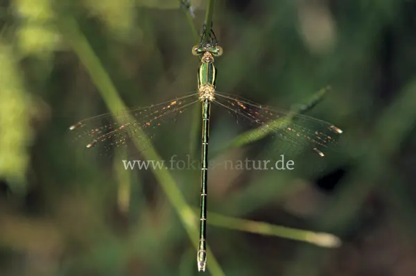 Fokus-Natur Bild
