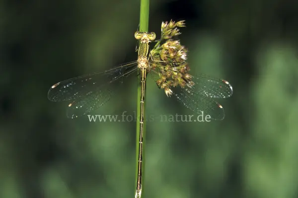 Fokus-Natur Bild
