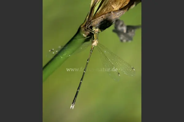 Fokus-Natur Bild