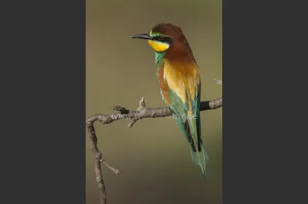 Fokus-Natur Bild