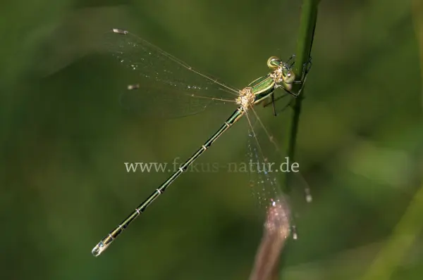 Fokus-Natur Bild