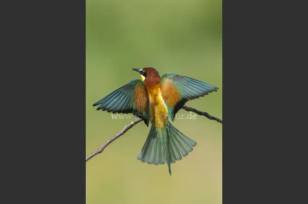 Fokus-Natur Bild