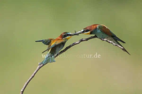 Fokus-Natur Bild