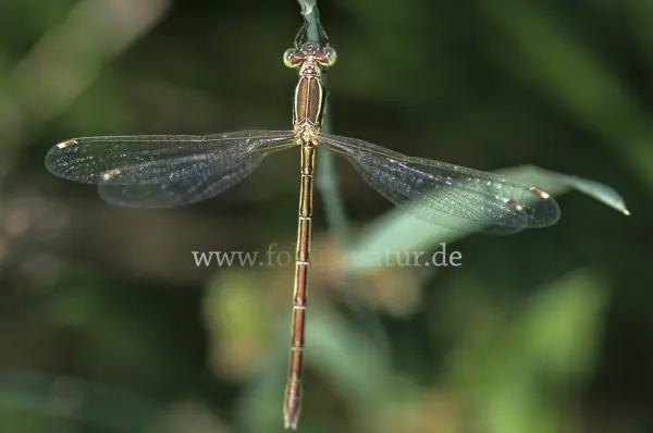 Fokus-Natur Bild