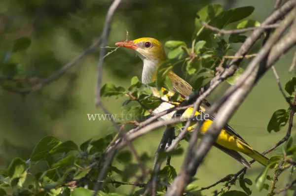 Fokus-Natur Bild