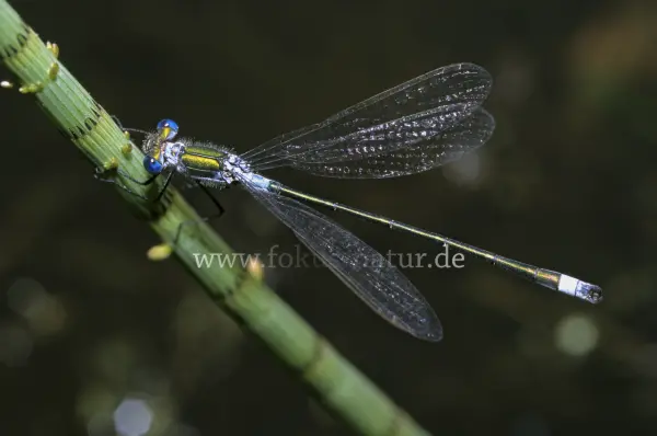 Fokus-Natur Bild