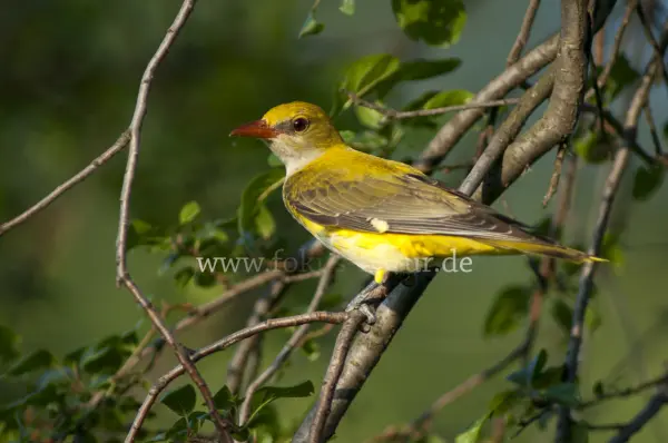 Fokus-Natur Bild