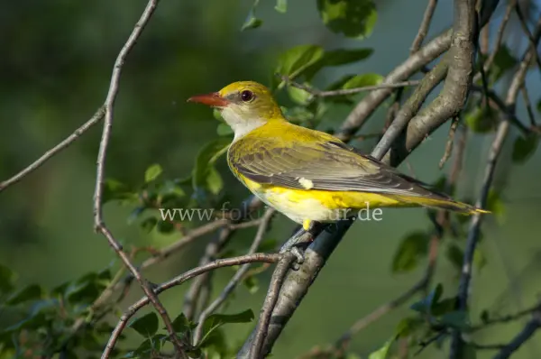 Fokus-Natur Bild