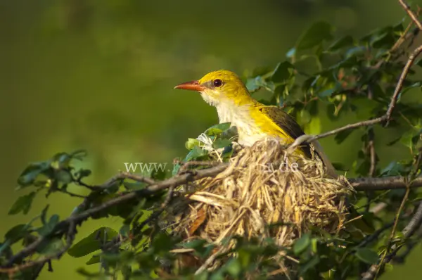 Fokus-Natur Bild