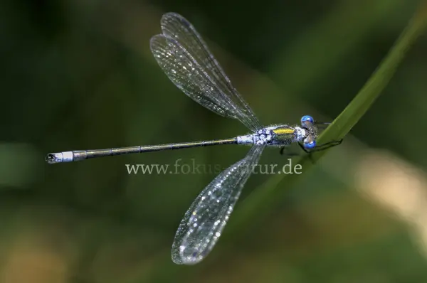 Fokus-Natur Bild
