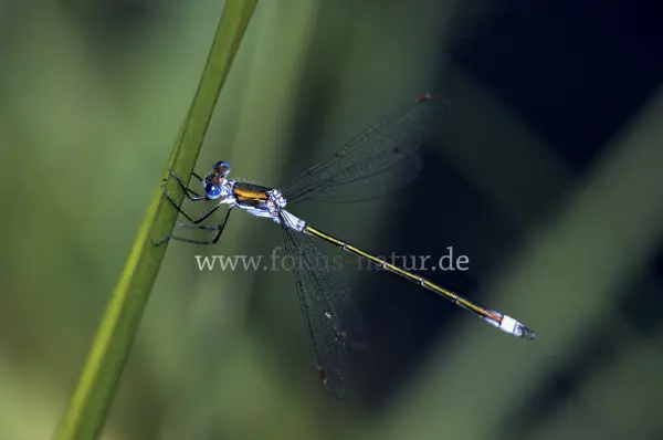 Fokus-Natur Bild