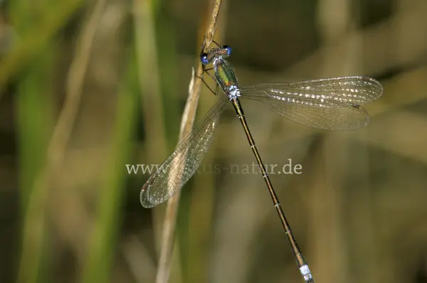 Fokus-Natur Bild