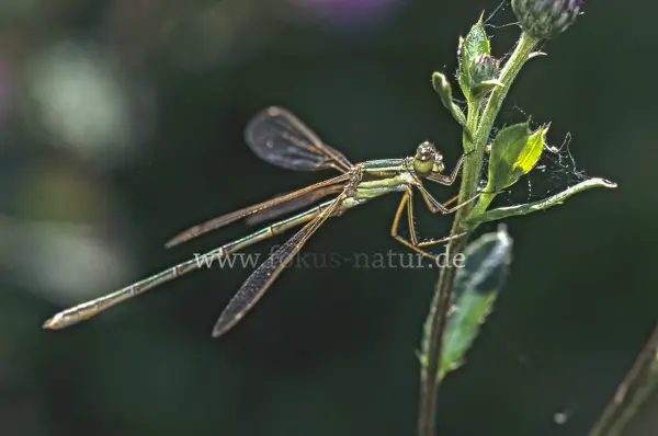 Fokus-Natur Bild