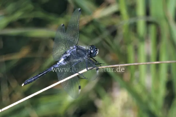 Fokus-Natur Bild