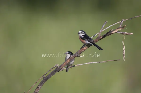 Fokus-Natur Bild