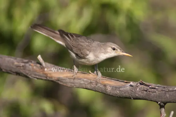 Fokus-Natur Bild