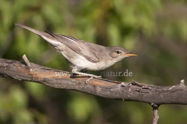 Fokus-Natur Bild