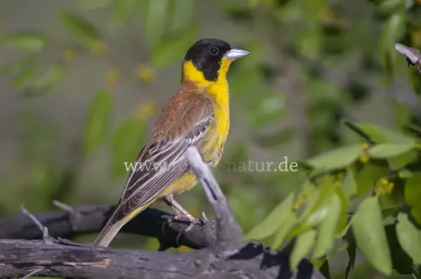 Fokus-Natur Bild