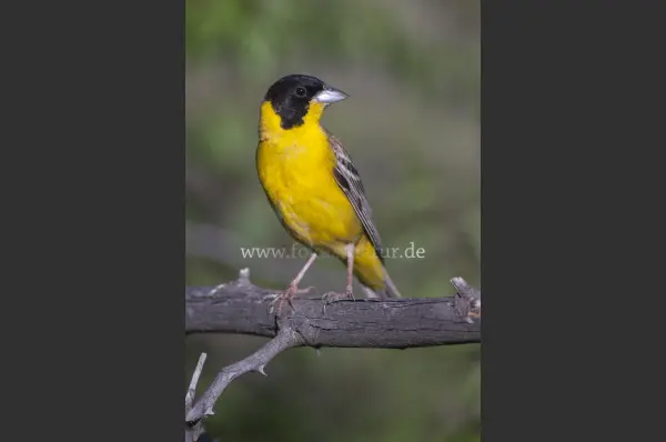 Fokus-Natur Bild