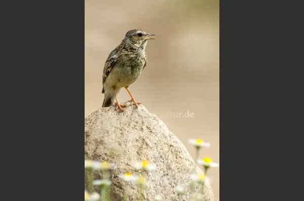 Fokus-Natur Bild