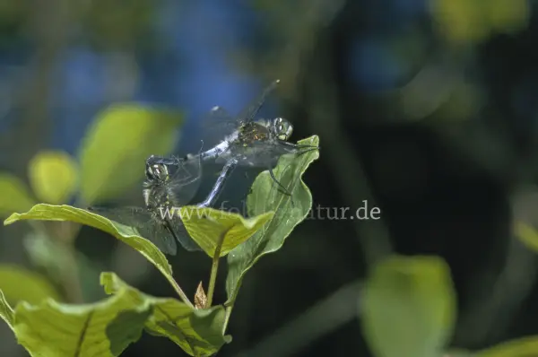 Fokus-Natur Bild