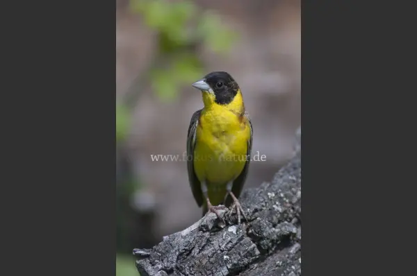 Fokus-Natur Bild