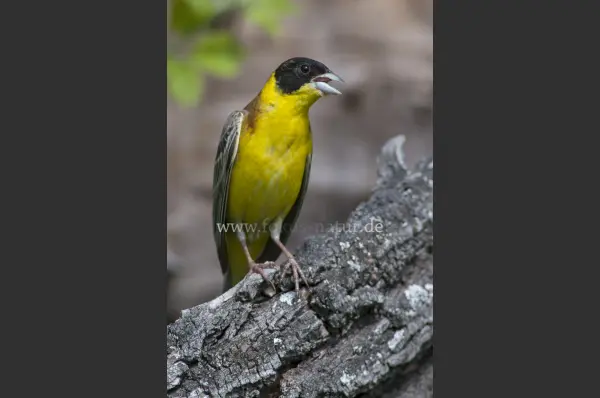Fokus-Natur Bild