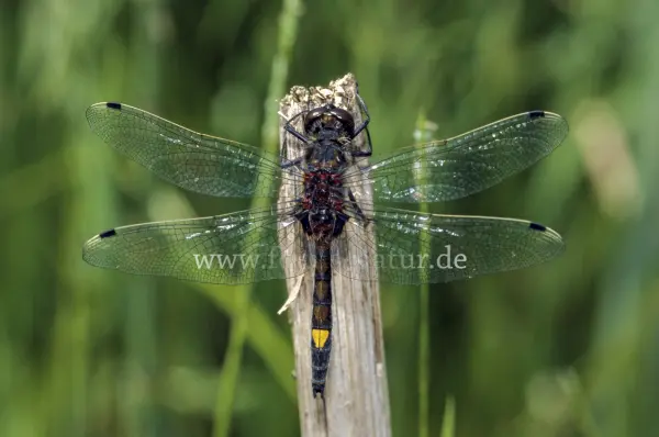Fokus-Natur Bild