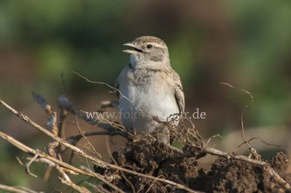 Fokus-Natur Bild