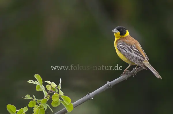 Fokus-Natur Bild