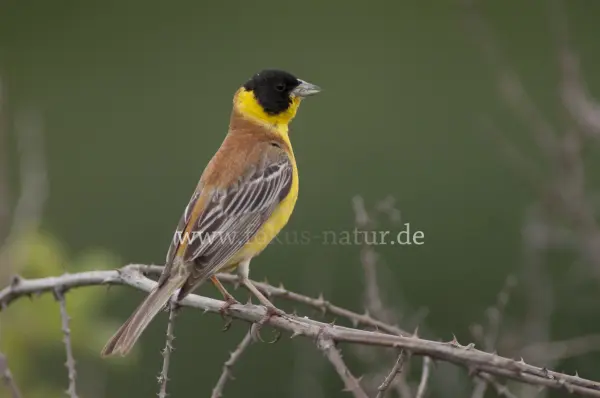 Fokus-Natur Bild