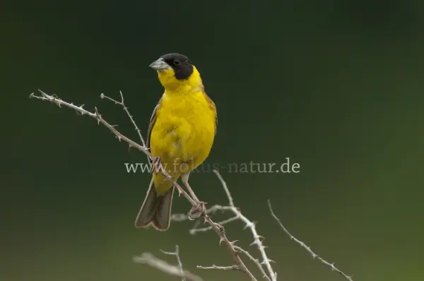Fokus-Natur Bild