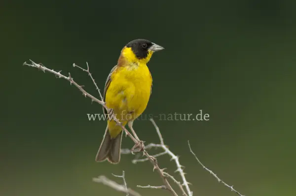 Fokus-Natur Bild