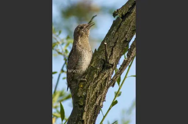 Fokus-Natur Bild