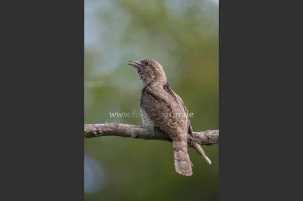 Fokus-Natur Bild