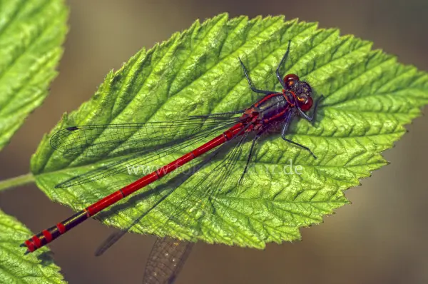 Fokus-Natur Bild