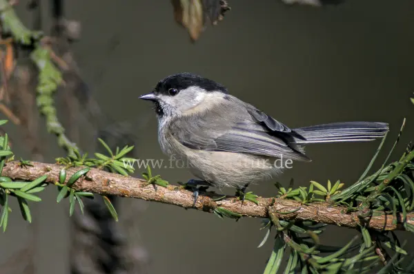Fokus-Natur Bild