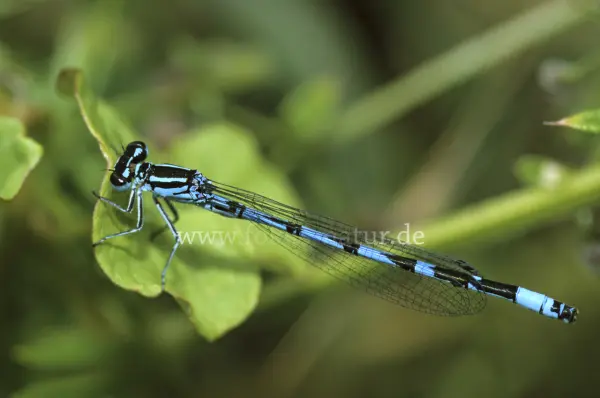Fokus-Natur Bild