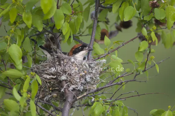 Fokus-Natur Bild