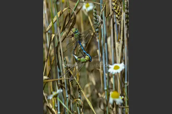 Fokus-Natur Bild