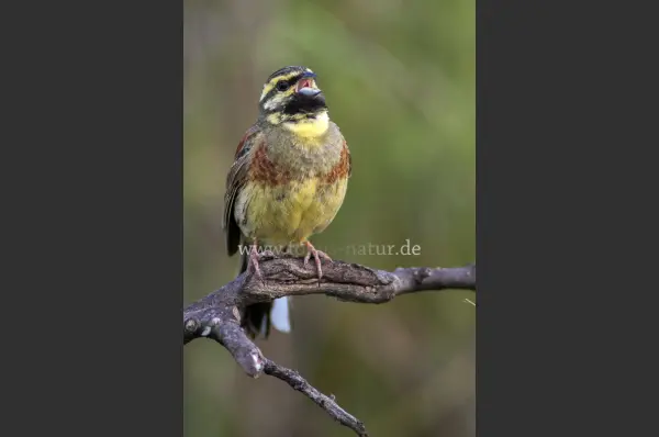 Fokus-Natur Bild