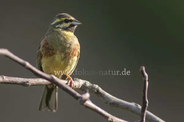 Fokus-Natur Bild