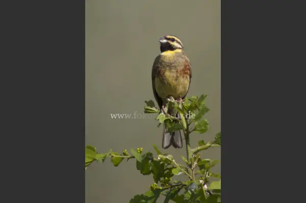 Fokus-Natur Bild