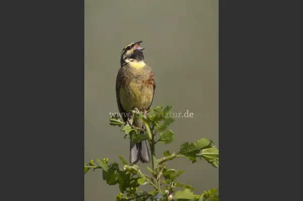 Fokus-Natur Bild