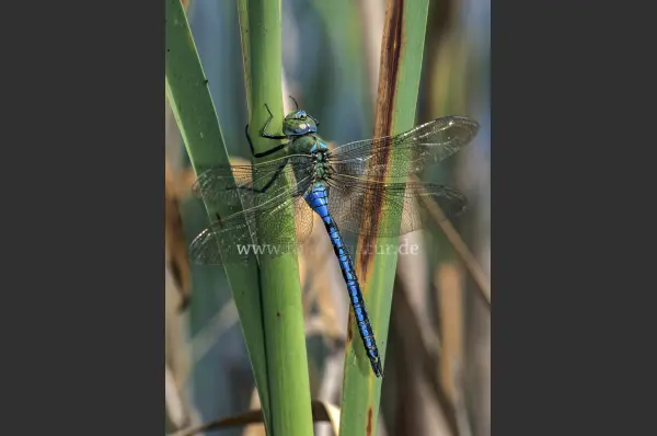 Fokus-Natur Bild