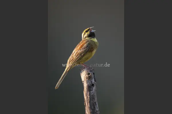 Fokus-Natur Bild