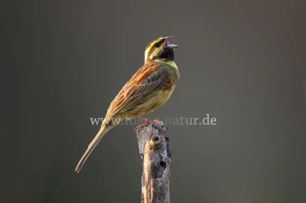 Fokus-Natur Bild
