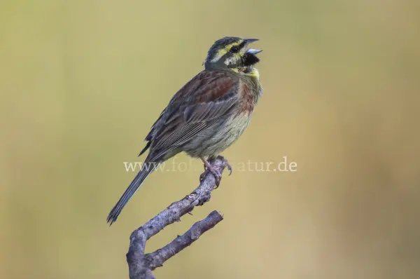 Fokus-Natur Bild